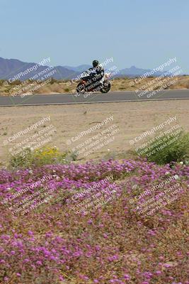 media/Mar-12-2023-SoCal Trackdays (Sun) [[d4c8249724]]/Turn 15 Inside Bloom (130pm)/